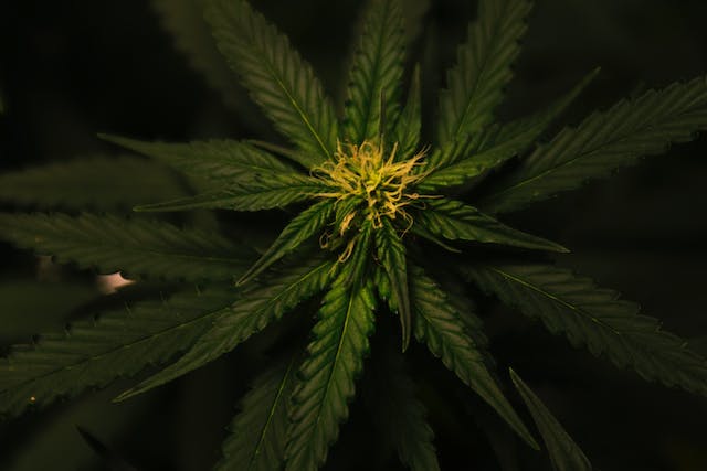 Les Merveilles du Cannabis : 10 Utilisations Surprenantes